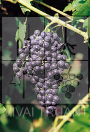 Foto di un grappolo d'uva di Ancellotta R2